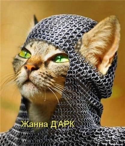 =^ᴥ^= Любители котятков - Lolcat или как котятки учат людей жить